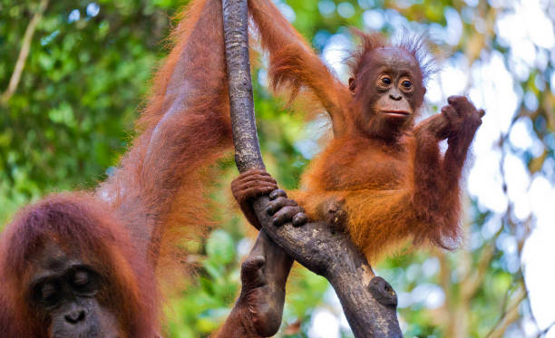 istock Orangutan, Tanjung Puting National Park, Borneo 1408845318
