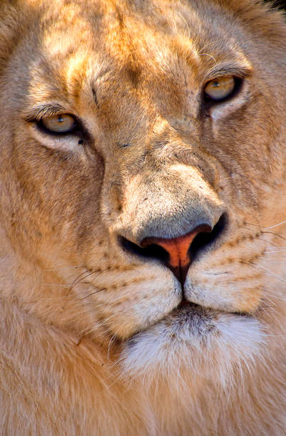 A lioness scans the horizon for prey at sunset.