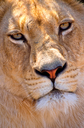 Lion, Panthera Leo, Wildlife Reserve, South Africa, Africa