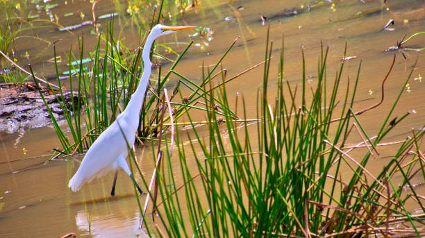 istock Great White Heron, Wilpattu National Park, Sri Lanka 1408845530