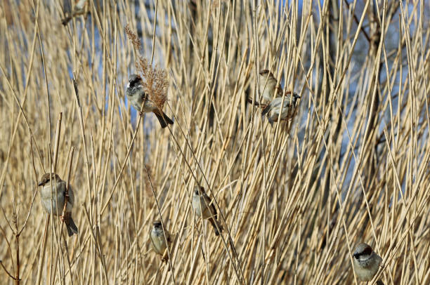 Wild sparrow in cane on the lake, Germany