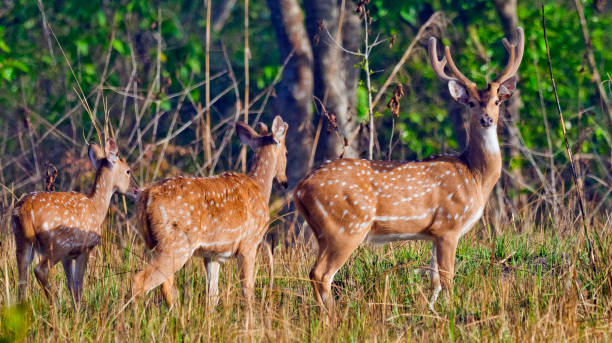 istock Spotted Deer, Royal Bardia National Park, Nepal 1408845772