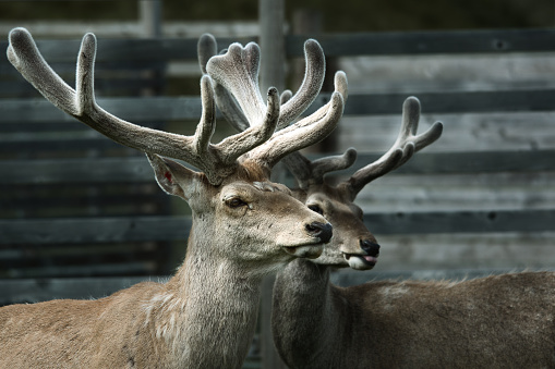 Bukhara Deer showing antlers in Scottish Highland Wildlife park. They are covered in velvet as they are growing.