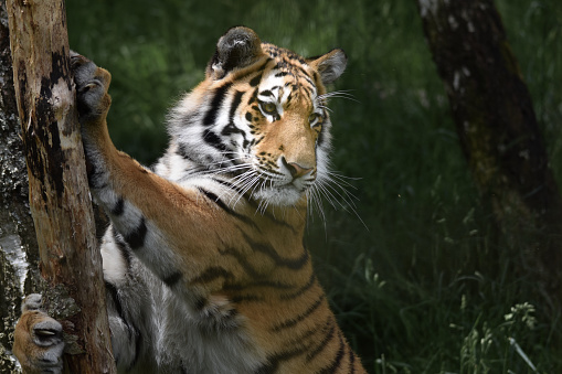 Amur tiger stretching on a tree Scottish highland wildlife park