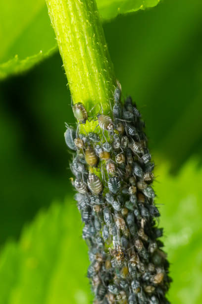 istock Branch of fruit tree with wrinkled leaves affected by black aphid. Cherry aphids, black fly on cherry tree, severe damage from garden pests 1408847387