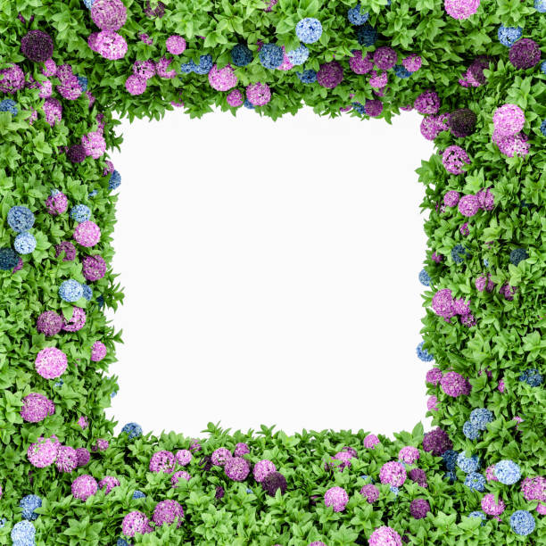 istock 3d render, horizontal floral frame Hydrangea flower with copy space. Abstract flowers isolated on white background. Use for design cards, banner, layout and etc. 1408847503