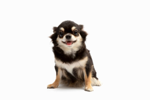 istock Black and Tan cream long coated Chihuahua isolated over white background 1408847573