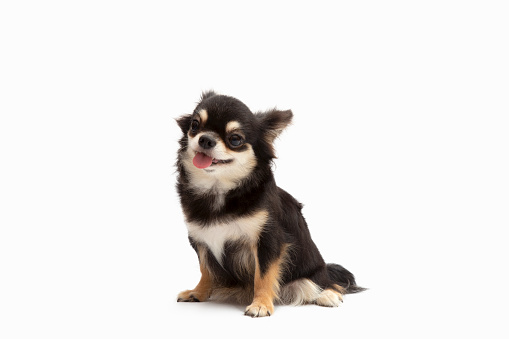 Black and Tan cream long coated Chihuahua isolated over white background