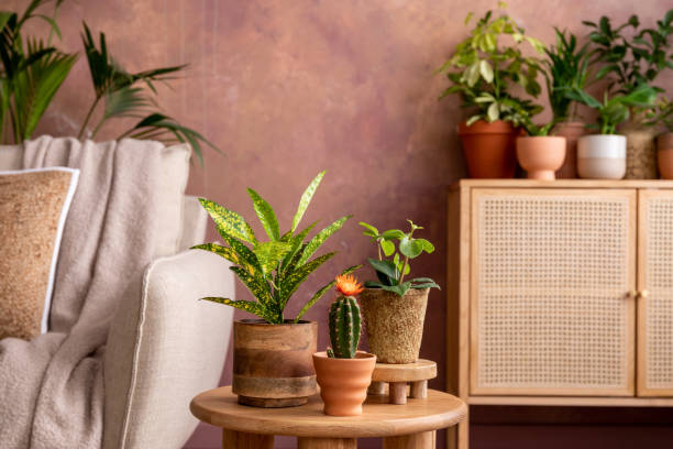 istock Domestic composition of creative spacious living room interior with plants, sofa, coffee table, rattan chest of drawers and stylish accessories. Botanical space of a cozy room. Brown walls. Template. 1408848934