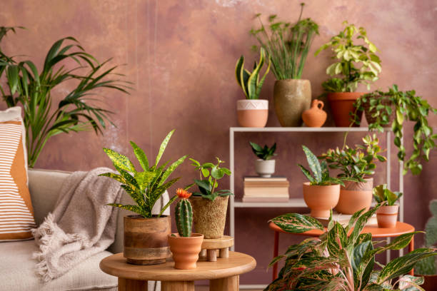 istock Domestic composition of creative spacious living room interior with plants, sofa, coffee table, chest of drawers and stylish accessories. Botanical space of a cozy room. Brown walls. Template. 1408849041