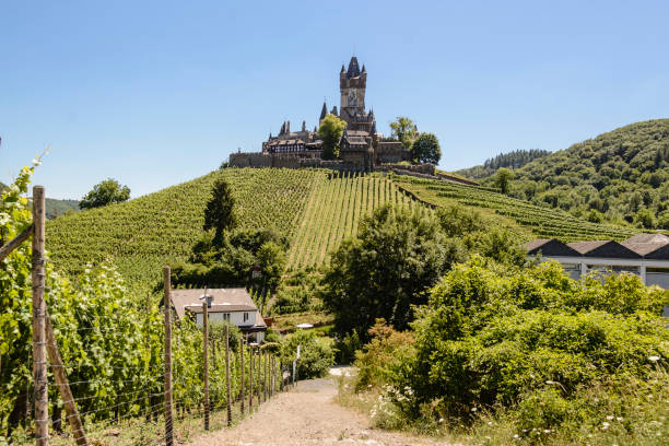 Cochem,Germany - July 02,2022:Vineyard with Reichsburg in Cochem