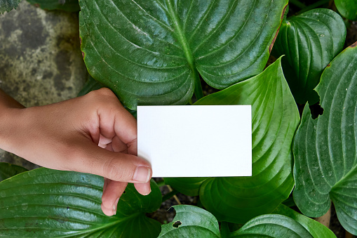 Hand Holding Blank Card On Green Leaf Background