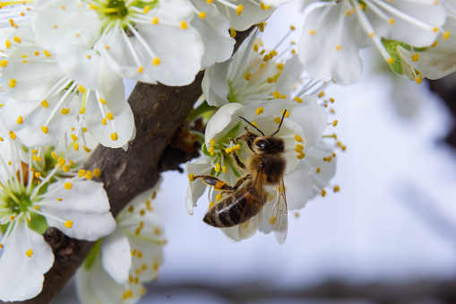 Honey bee flies, feeding and pollinating plum flowers in a plum orchard.