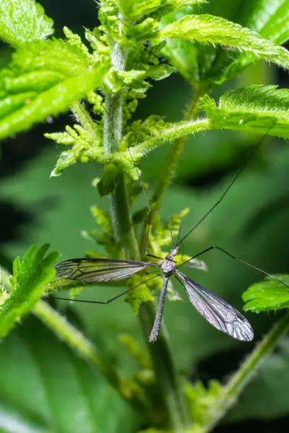 A female mosquito nephrotoma with long legs hid under a leaf of grass.