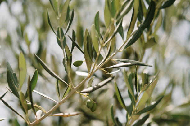 istock Close-up of an olive tree 1408853074