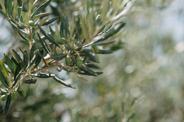 istock Close-up of an olive tree 1408853086