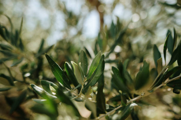 Close-up of an olive tree