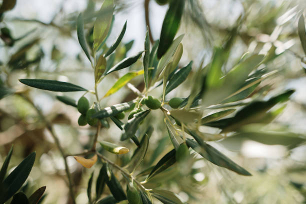 istock Close-up of an olive tree 1408853138