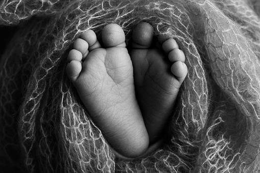 Soft feet of a newborn in a woolen blanket Close-up of toes, heels and feet of a baby.The tiny foot of a newborn. Baby feet covered with isolated background. Black and white studio macro photography.