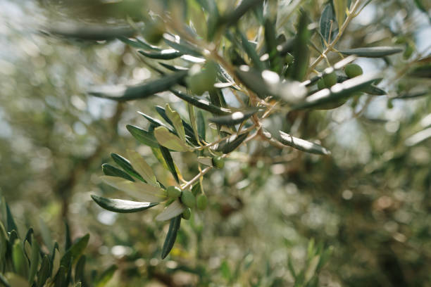 istock Close-up of an olive tree 1408853166