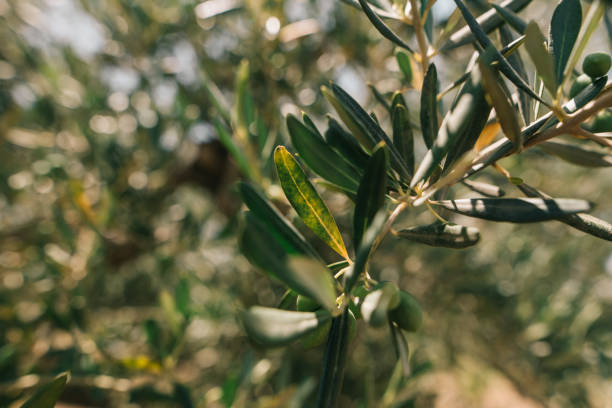 istock Close-up of an olive tree 1408853176