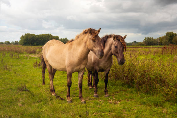 istock Two Konik horses standing next to each other 1408853451