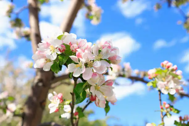 Photo of White pink flowers of the apple tree variety Bashkirskiy krasavets (Bashkir handsome) on blue sky. Blossom, closeup.