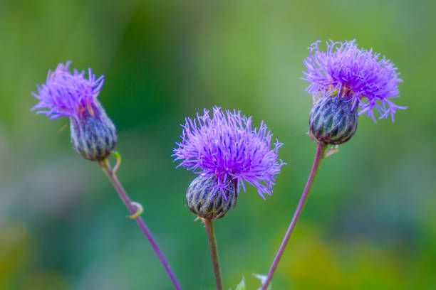 istock Flower buds of the medicinal plant thistle 1408854820