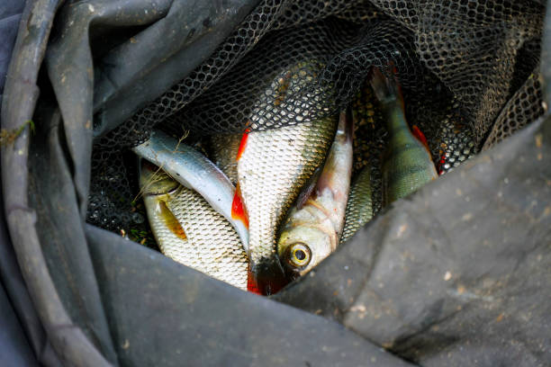 istock Caught Fish on the shore in a fishing cage 1408854824