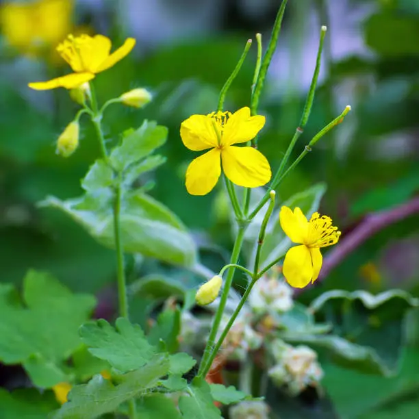 Wild yellow celandine flowers on a natural background