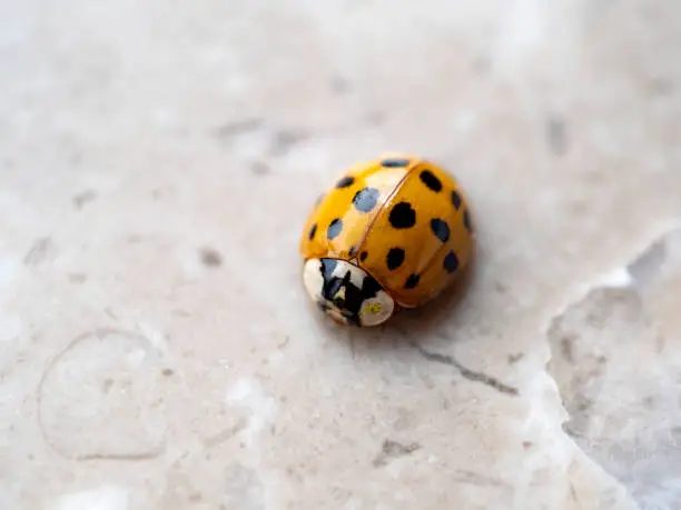 Photo of Yellow spotted ladybug on white granite slab