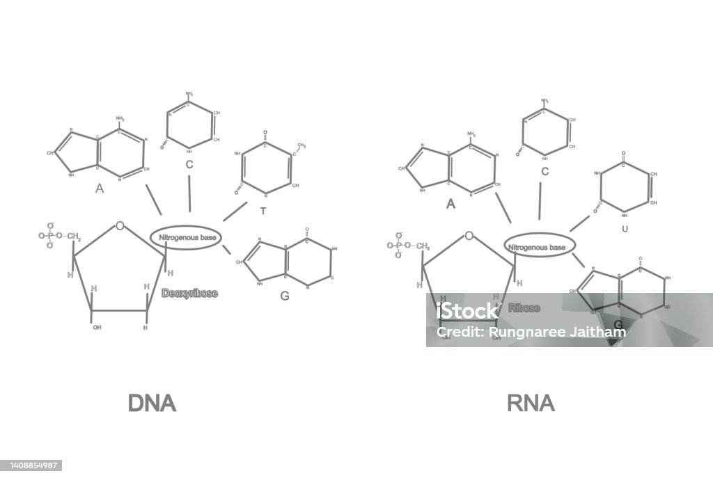 Gula Ribosa Struktur Kimia Deoxyribonucleotide Ilustrasi Stok - Unduh Gambar ...