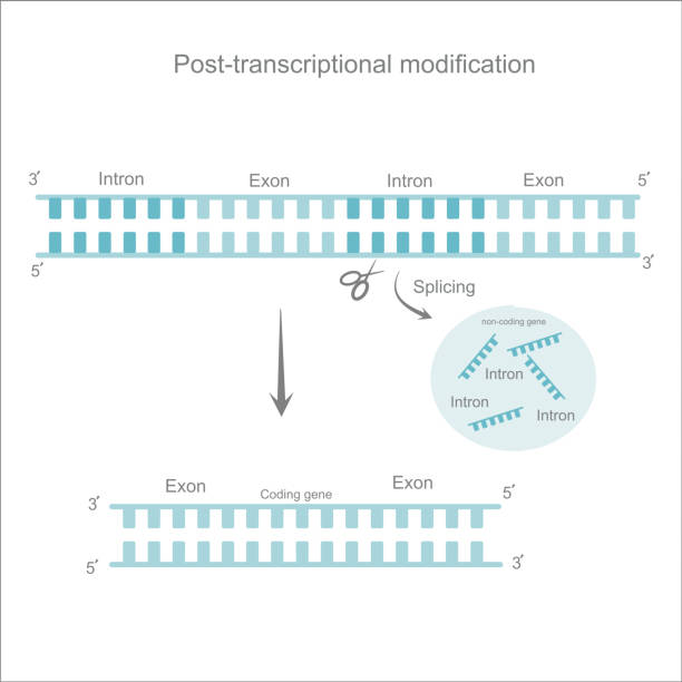 ilustrações de stock, clip art, desenhos animados e ícones de the post- transcription modification process that picture represent step of intron (non-coding region) removing from pre-mature mrna - splice