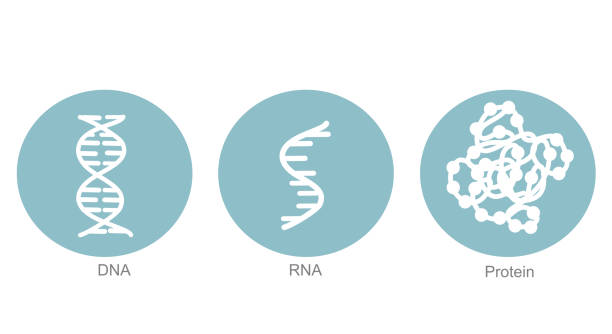 The molecule of molecular biology : DNA, RNA and protein that explore concept icon of Blue and White color The molecule of molecular biology : DNA, RNA and protein that explore concept icon of Blue and White color medical transcription stock illustrations