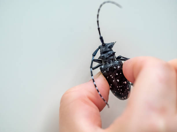 woman holding beetle woman holding beetle long horn beetle stock pictures, royalty-free photos & images