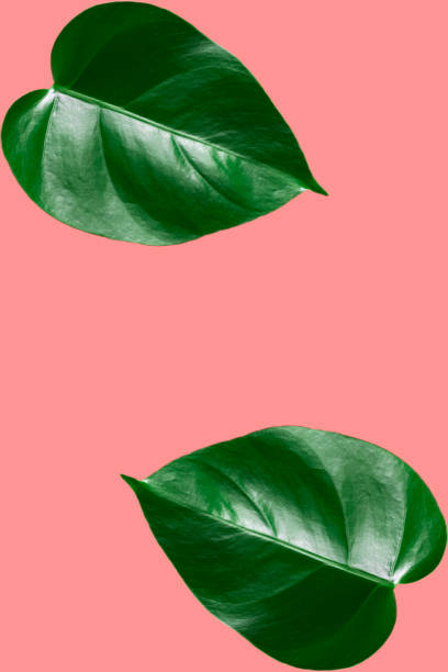 istock Green monstera leaves background. 1408855493