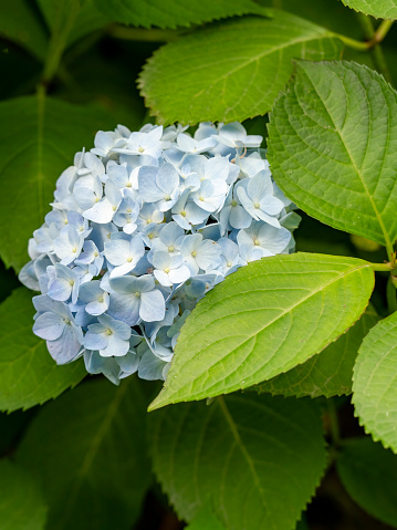 Close-up of hydrangeas with hundreds of flowers blooming all the hills in the beautiful winter morning to see.