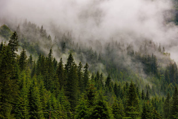 istock dramatic scenic fog in pine forest on mountain slopes 1408855638