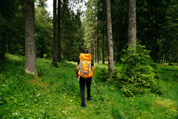 istock rear young male with a backpack hiking on trail up peaceful lush high elevation green forest. 1408855674