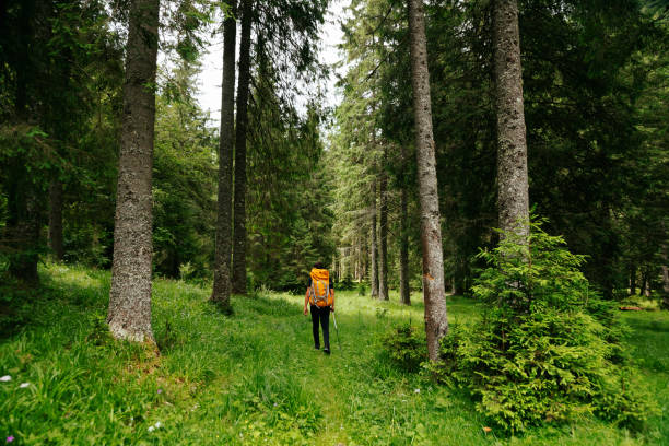 istock rear young male with a backpack hiking on trail up peaceful lush high elevation green forest. 1408855681