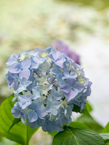 Selective focus on beautiful bush of blooming blue, purple Hydrangea or Hortensia flowers (Hydrangea macrophylla) and green leaves Natural background.