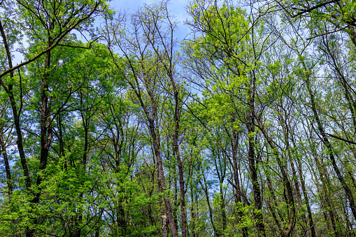 Low angle view on decideous trees with green foliage in springtime, clear blue sky above
