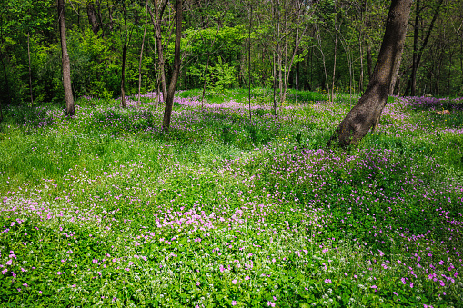 Blooming wild flowers and green herbaceous plants growing in the forest land among trees, spring in the woods