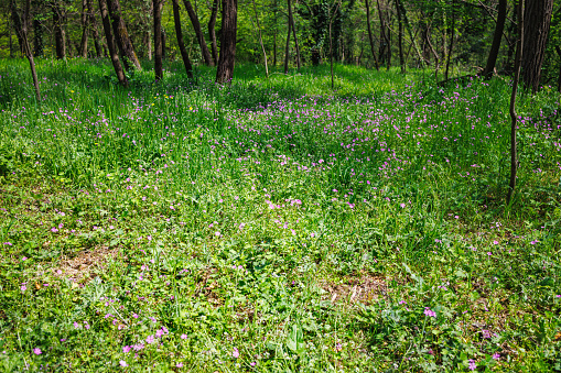 Wild flowers in bloom and green herbaceous plants growing in the woods on land among trees, spring in the forest