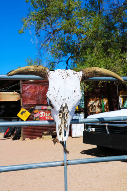teschio di toro con lunghe corna su uno sfondo di legno. - horned death dead texas longhorn cattle foto e immagini stock