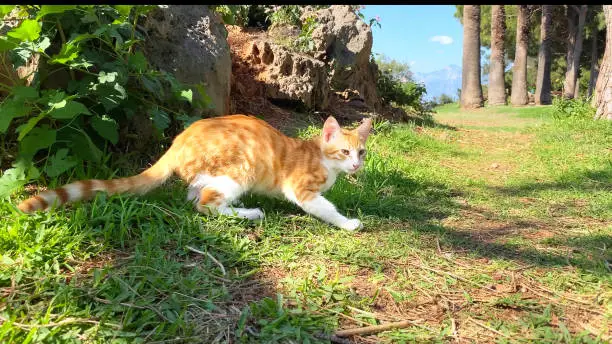 Ginger and white alley cat walking on green grass. Stray cats in Turkey. Summer day, trees, mountains and blue sky on background