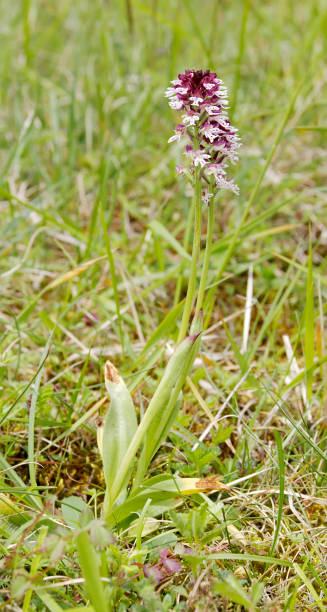 Burntip Orchid (Orchis ustulata) Low to short with a rather slender stem. Leaves 2-3, oblong, pointed, basal, but the stem with several sheathing leaves above, all unspotted. Bracts oval-lanceolate, shorter than, or equalling the ovary. Flowers brownish-purple or maroonish, with a white or pale pink, purple spotted lip, fragrant, borne in a oval spike, but lengthening with age; sepalsand petals forming a close hood; lip 4-8mm, 3 lobed, but the middle lobe large and notched at the tip; spsur half the length of the ovary, pointed downwards.
Habitat: Grassy places and open scrub, on calcareous soils, often on in hilly or mountain regions, to 2100m.
Flowering Season: May-June.
Distribution: Europe north to S Sweden; extinct in Holland.

This Picture is made during a long weekend in the South of Belgium in June 2006. orchis ustulata stock pictures, royalty-free photos & images
