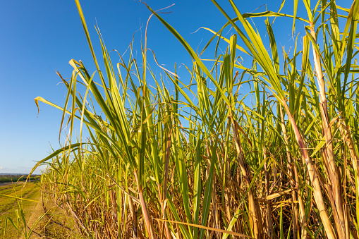 Farm Field of Sugar Cane Plants