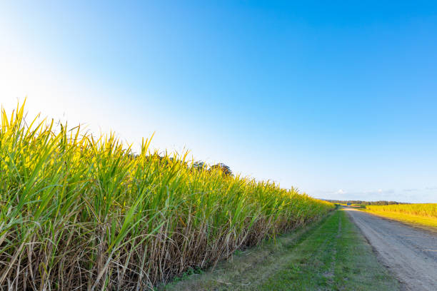 istock Farm Field of Sugar Cane Plants 1408865029