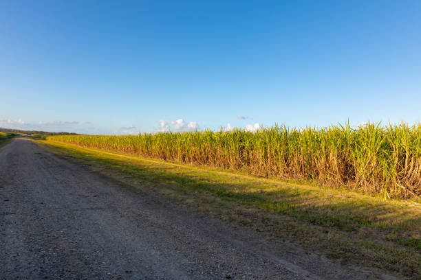 istock Farm Field of Sugar Cane Plants 1408865041